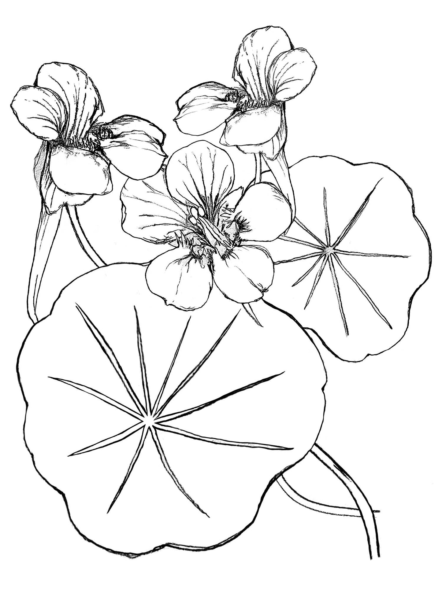 Supermaggie @ Faire - Nasturtiums Maisie Heavyweight Muscle Tee: Off White / Lg